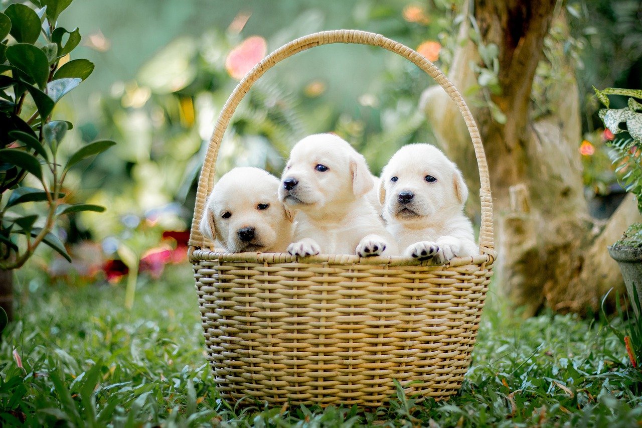 puppies sitting in a basket