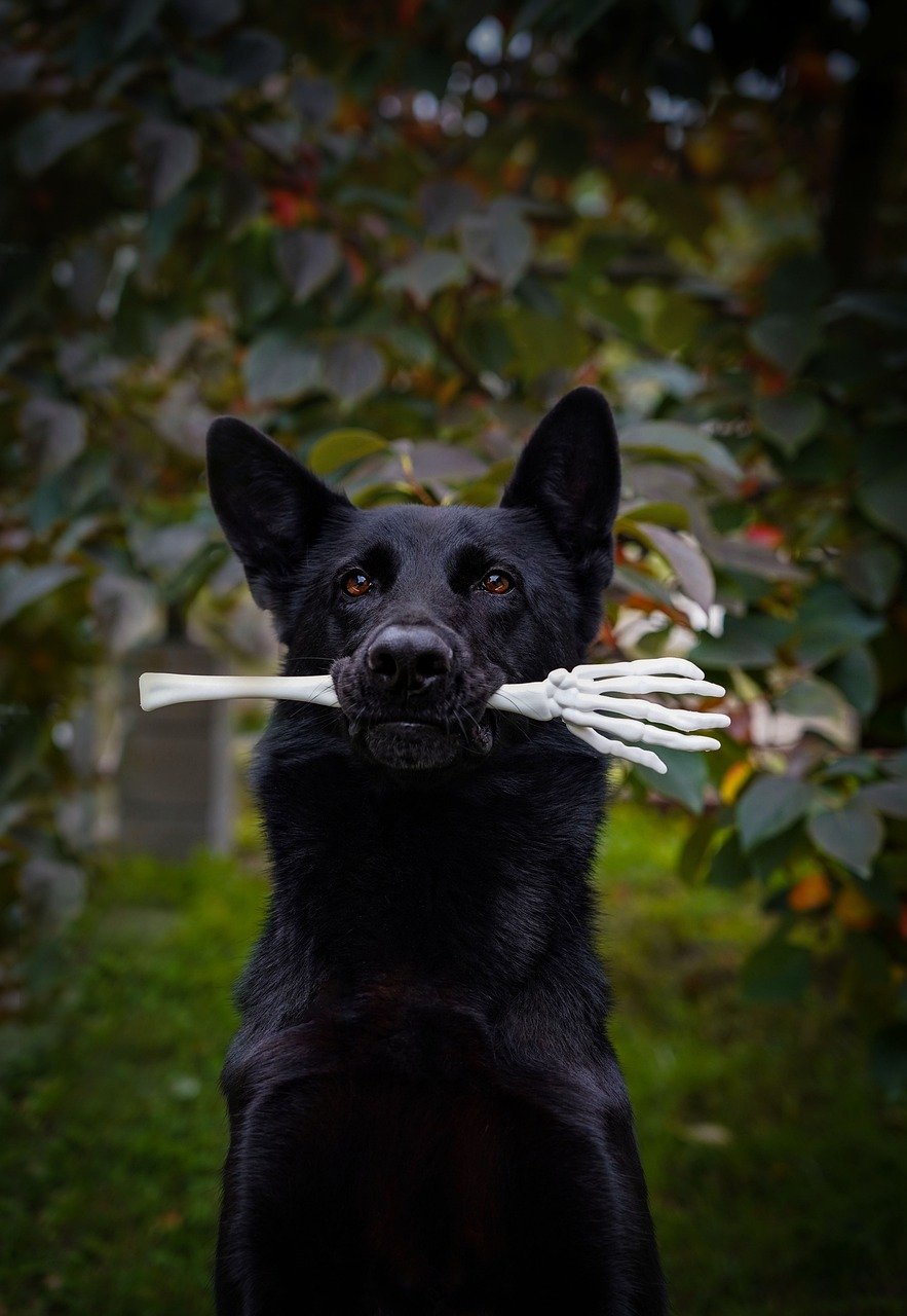 Dog with a fake arm in his mouth